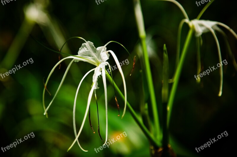 Macro Flower The Leaves Free Photos