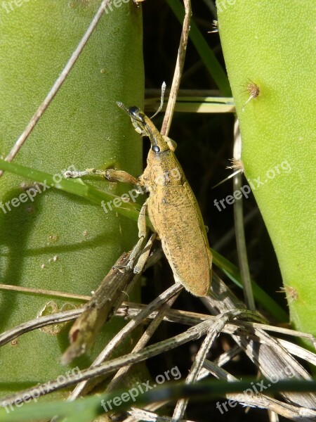 Lixus Angustatus Lixus Beetle Mallows Morrut Of Them Malves Shovels