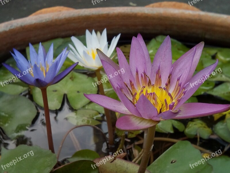 Lotus Leaf Lotus Water Plants Flowers Lotus Lake