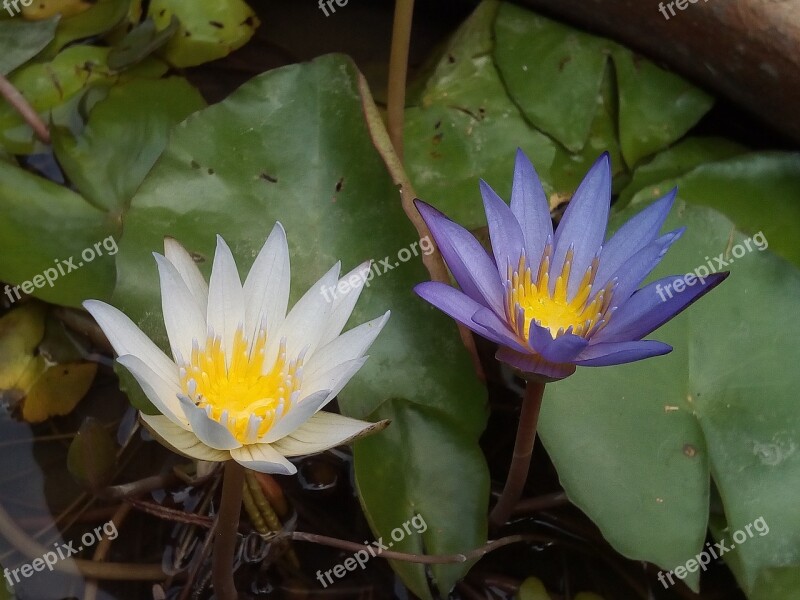 Lotus Leaf Lotus Water Plants Flowers Lotus Lake