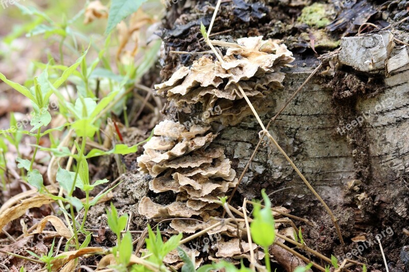 Mushrooms Pore Fungi Tinder Fungus Stump Mouldering Stump