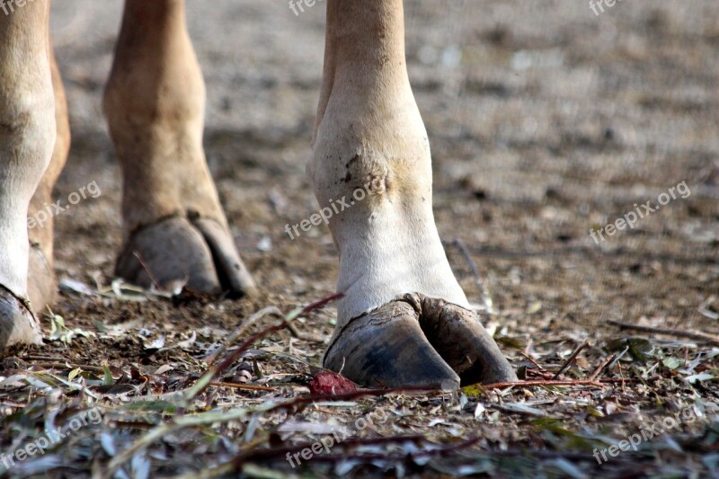 Giraffe Hoof Land Soil Russian Animal