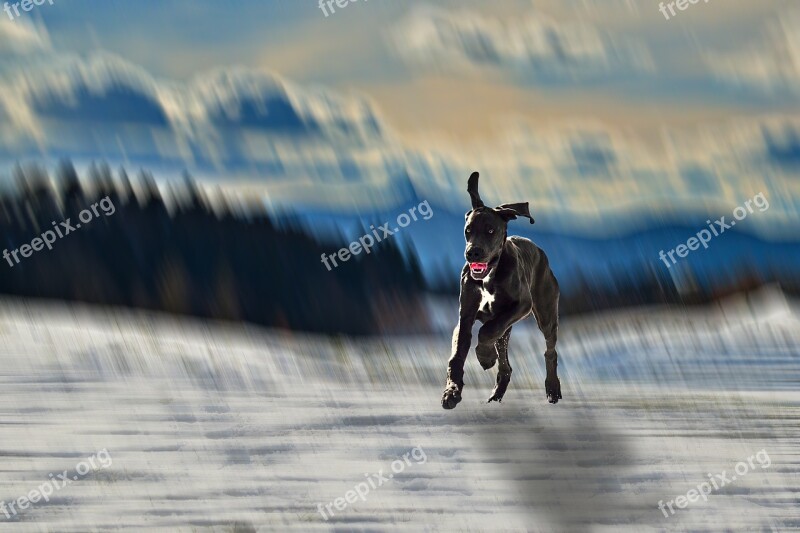 Dog Mountain Snow Running Pinheiro