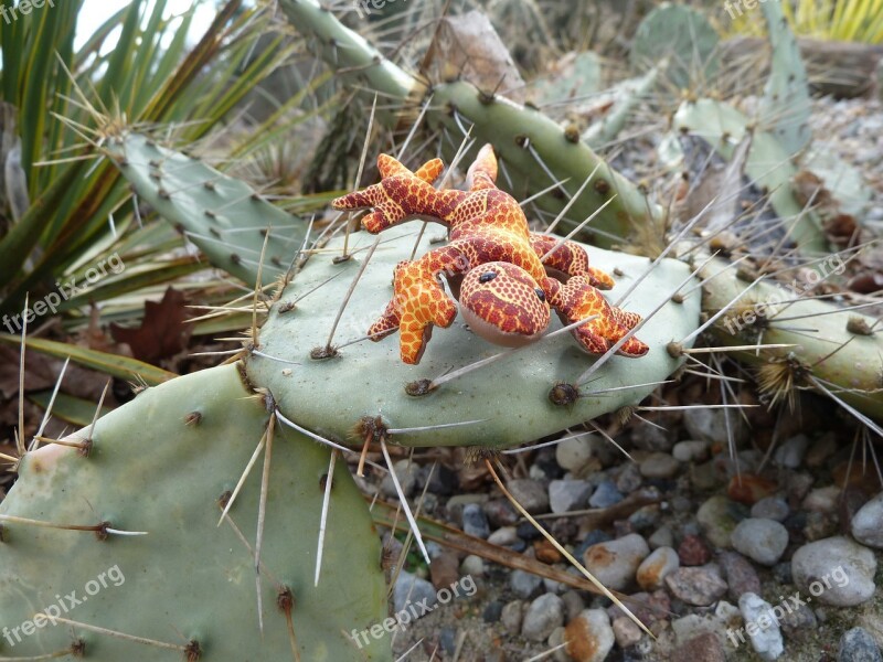 Cactus Soft Toy Lizard Flower Spur