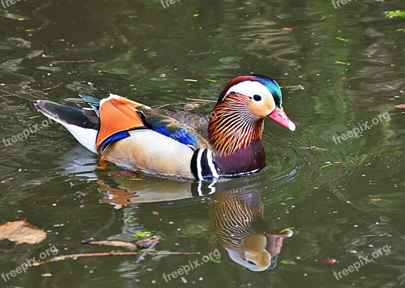 Mandarin Ducks Water Colorful Duck Waterfowl