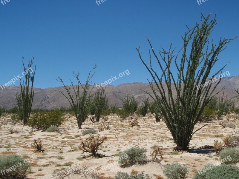 Desert De Anza-borrego Nature Plant Summer