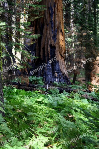 Redwood Burned California Forest Nature