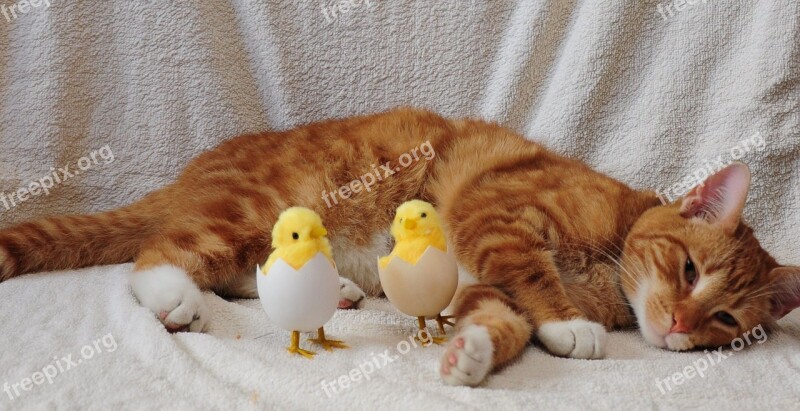 Cat Egg Chicken Chick Free Photos