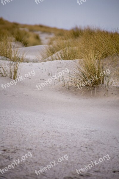 Dunes Kijkduin Netherlands Marram Grass Sand