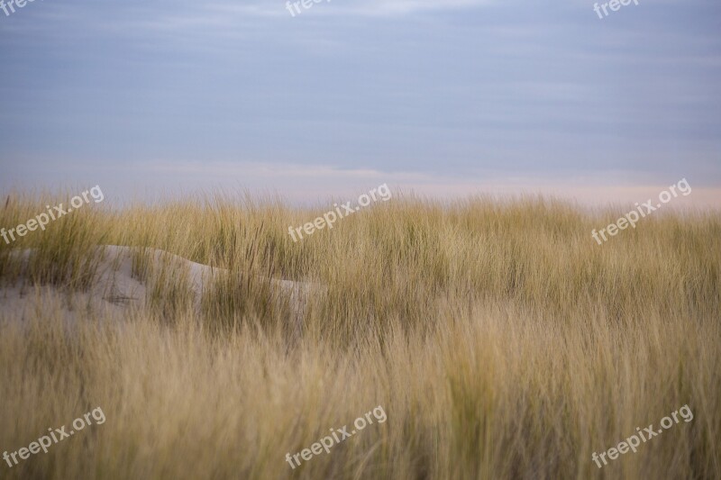 Dunes Kijkduin Netherlands Marram Grass Sand