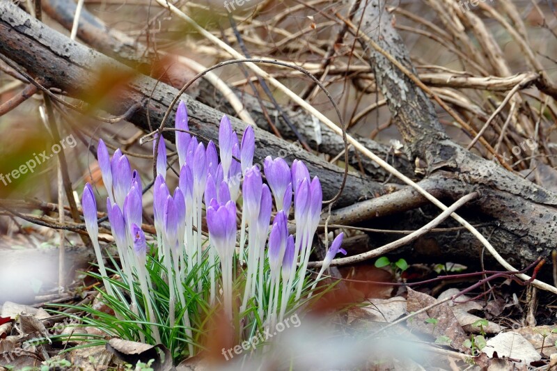 Spring Early Bloomer Crocus Purple Flower