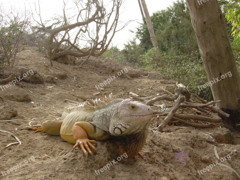 Iguana Lizard Creeping Things Animals Free Photos