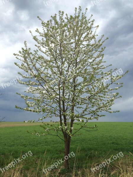 Tree Blossom Tree Flower Meadow Spring