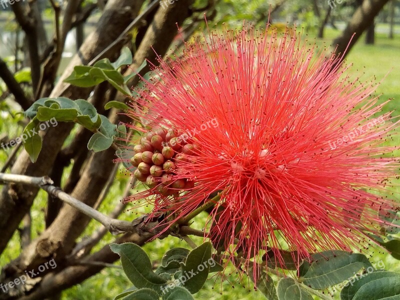 Flowers Thailand Tassel Flower Chom Phon Red Flowers Flowers The Pink Flowers