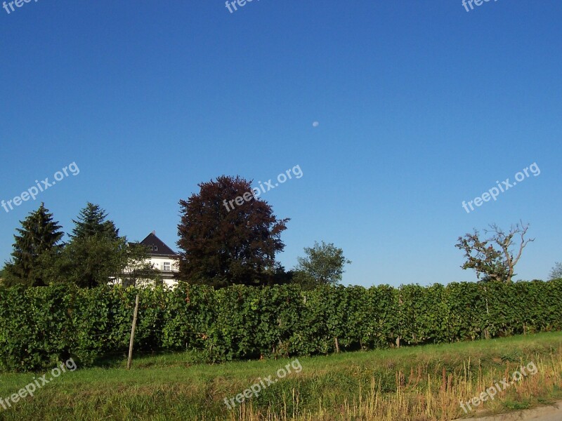 Vineyards Heilbronn Landscape Free Photos