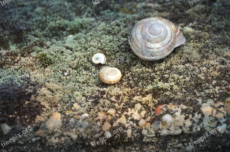 Snail Shell Animal Nature Wildlife