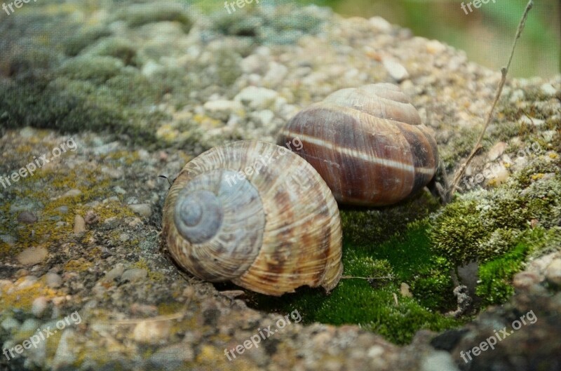 Snail Stone Shell Green Helix