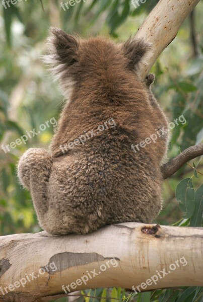 Koala Koala Bear Australia Animal Wildlife