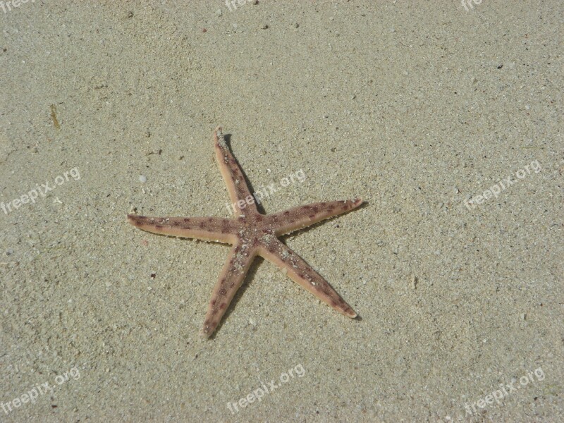 Starfish Beach Sand Free Photos