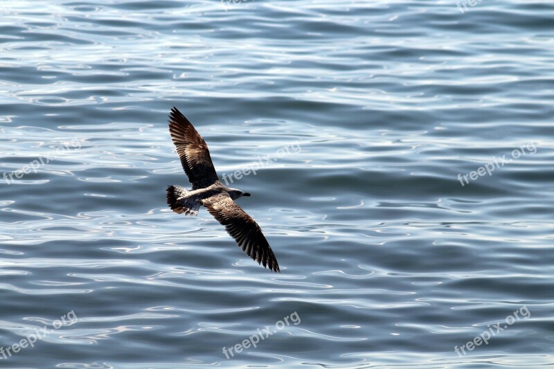 Seagulls Sea Seagull Bird Nature