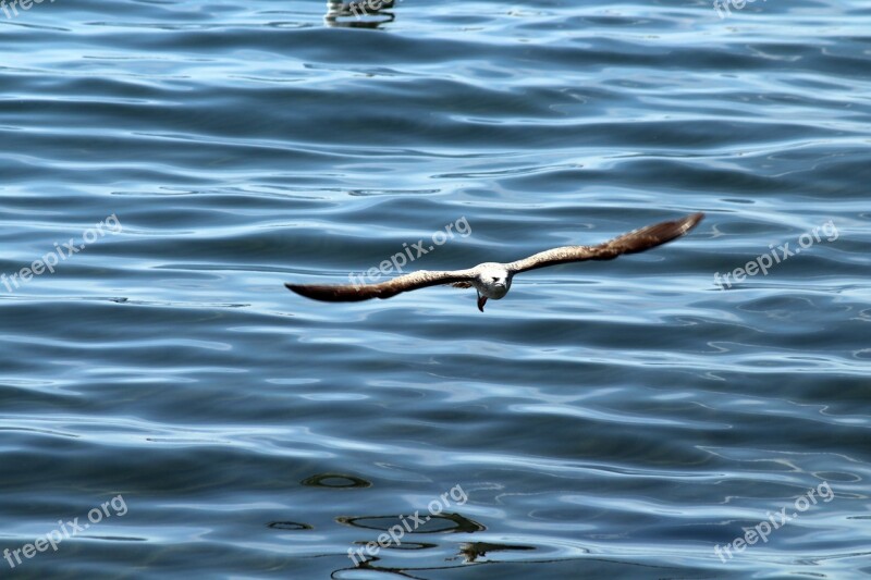 Bird Sea Seagull Birds Flight