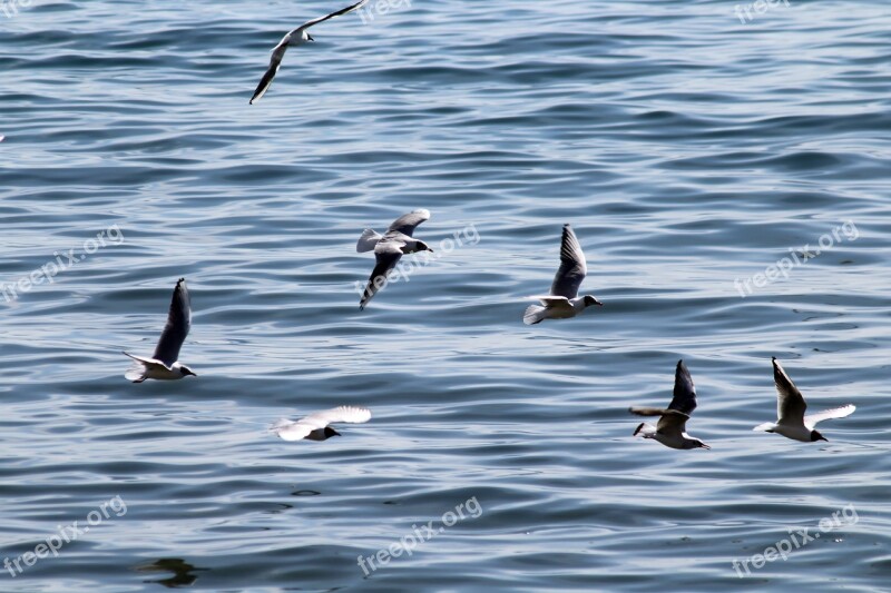 Seagulls Sea Bird Seagull Flight