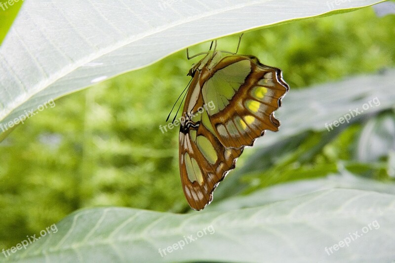 Butterfly Leaf Nature Summer Design