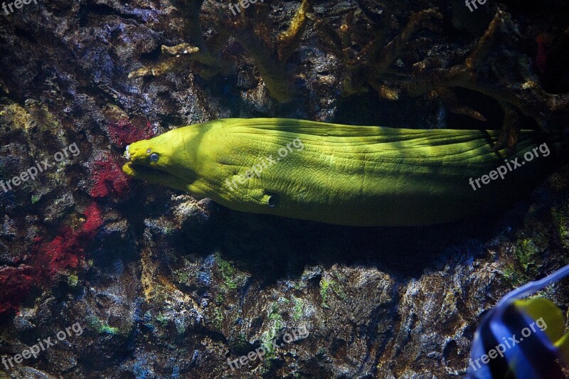 Moray Eel Reef Fish Sea