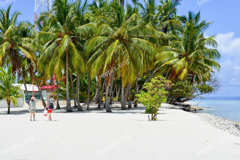 Baa Palm Trees On The Beach Dharavandhoo Maldives Free Photos