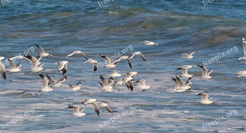 Gulls Birds In Flight Seagull Sea Blue