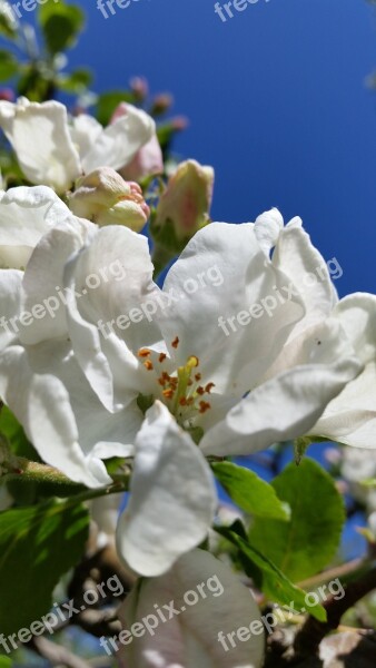 Apple Blossom White Flower Summer Free Photos