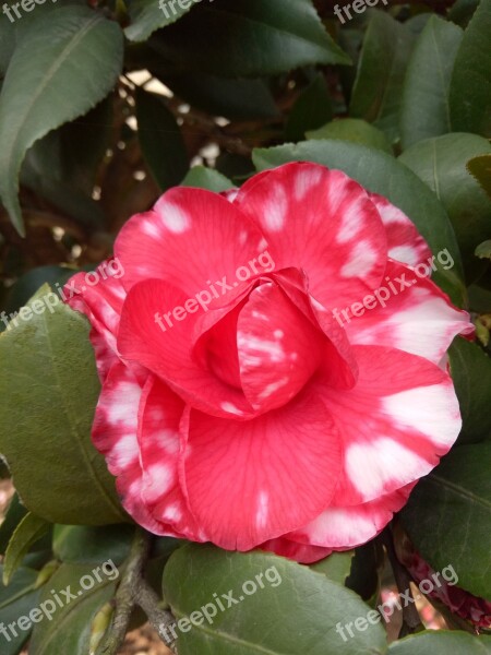 Camellia Spring Flower Color Free Photos