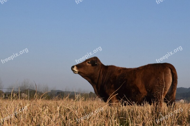 Ye Tian Country Cow Free Photos