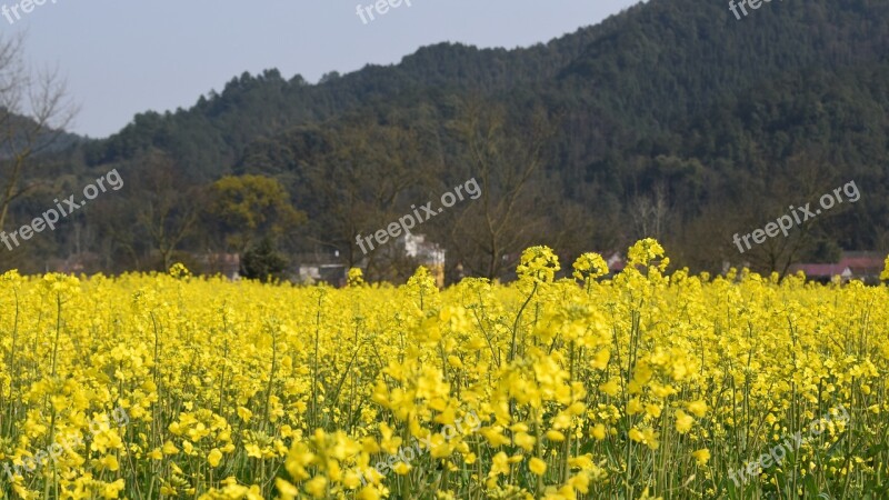 Golden Yellow Rape Spring Free Photos