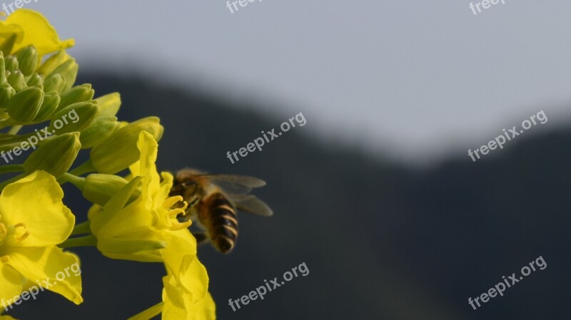 Rape Bee Macro Flower Free Photos