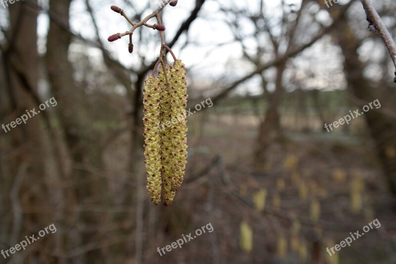 Corylus Avellana Hazelnut Yellow Male Blütenkätzchen Free Photos