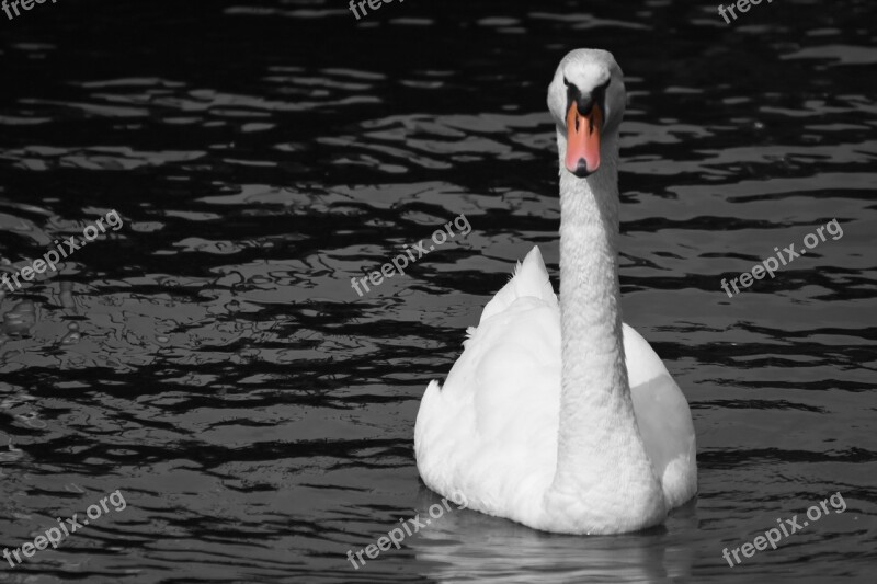 Swan Water White Water Bird Lake