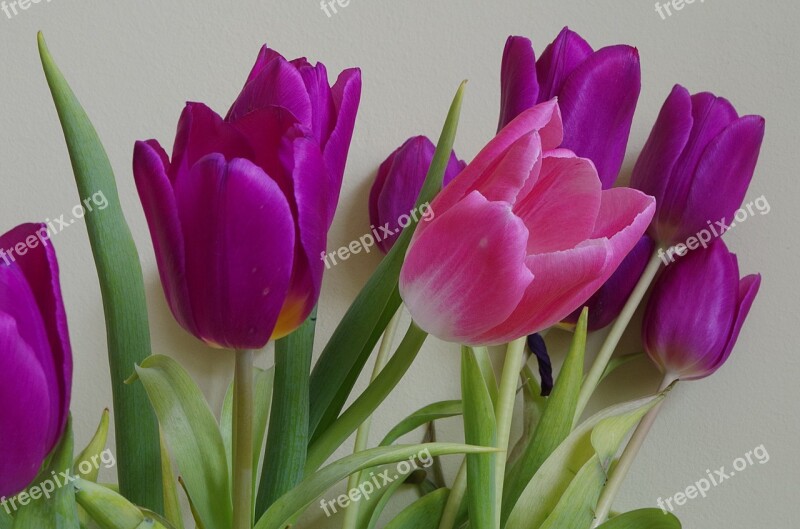 Flowers Tulips Posy Free Photos