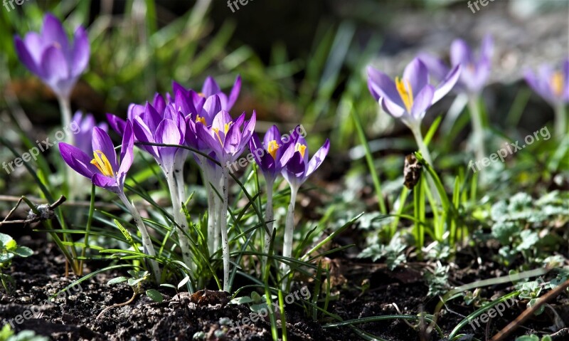 Crocus Purple Spring Blossom Bloom