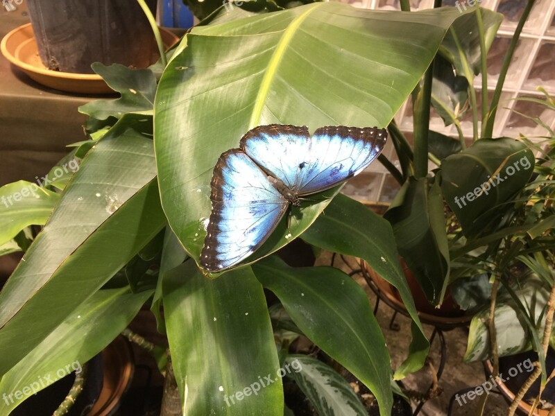 Butterfly Insect Wing Blue Butterfly Free Photos