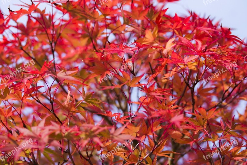 Japan Maple Maple Leaf Red Leaf Nature Plant