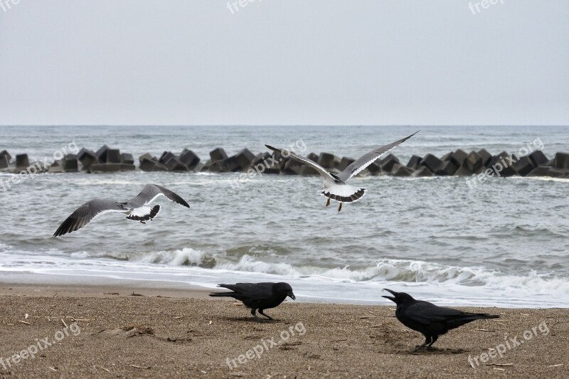 Animal Sea Beach Sea Gull Seabird