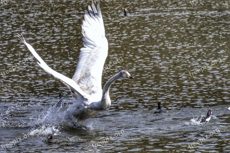 Animal Lake Swan Waterfowl Wild Birds