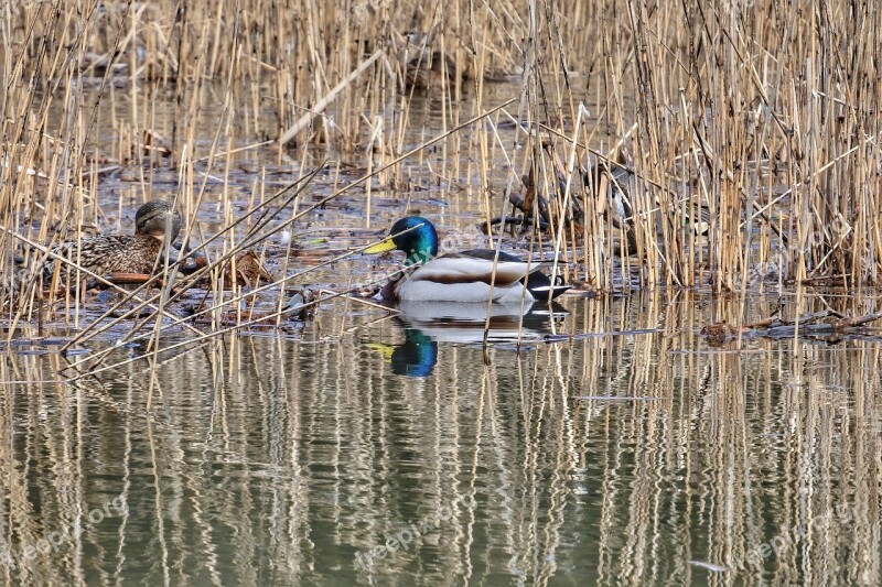 Animal Lake Duck Waterfowl Wild Birds