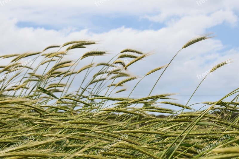 Barley Cereals Wind Agriculture Grain