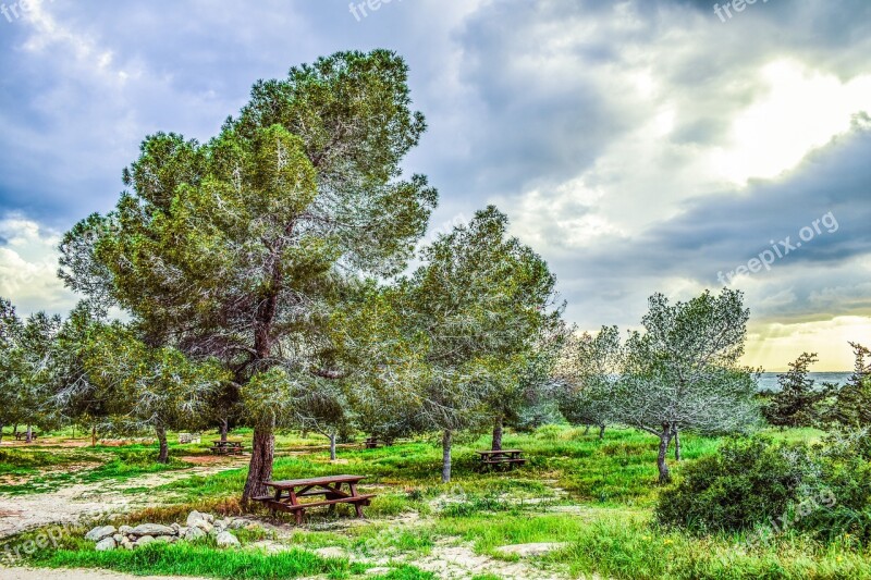 Copse Trees Nature Forest Landscape