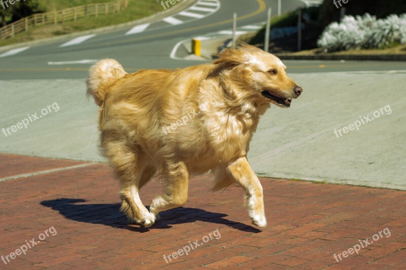 Perro Golden Lindo Perrito Retriever