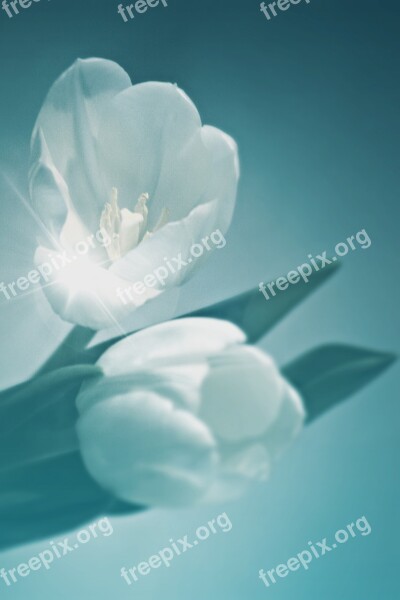 Flower Tulip Plant Cut Flower Spring