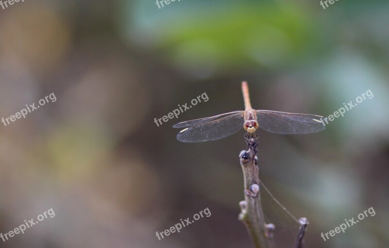 Dragonfly Insecta Wings Nature Gray