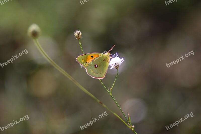 Butterfly Yellow Insecta Grass Flowers